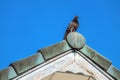 Dove stood gracefully on the roof. Royalty Free Stock Photo