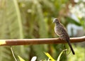 Dove stood on an iron rail