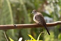 Dove stood on an iron rail