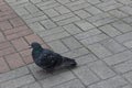 Dove on the street. Gray wild pigeon on the sidewalk tile