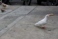 Dove on the street. White dove walking in the street.