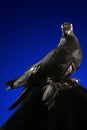 Dove studio shooting on a dark blue background