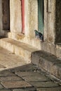 Dove sunbathing on the stone step of a portal Royalty Free Stock Photo