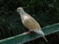 Dove, Symobl Of Peace Royalty Free Stock Photo
