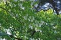 Dove-tree or Davidia involucrata