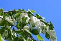 Dove-tree or Davidia involucrata