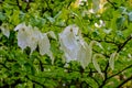 Dove tree (handkerchief tree) also known as Ghost tree