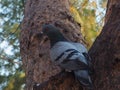 Dove on the tree