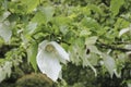 Dove tree.