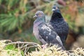 Dove. Two pigeons sitting on a coniferous branch Royalty Free Stock Photo