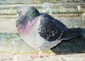 Dove in Venice, close up, portrait