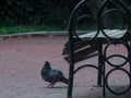 Image of a dove strolling beside the bench in the park Royalty Free Stock Photo