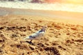 Dove walking on the beach Royalty Free Stock Photo