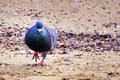 Dove walking on beach Royalty Free Stock Photo
