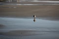 Dove walking an empty beach Royalty Free Stock Photo