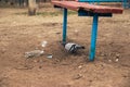 Dove walking on garbage under the red banch Royalty Free Stock Photo