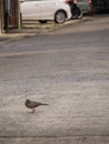 Dove Walking on The Road Royalty Free Stock Photo