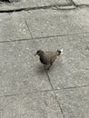 dove walking in the street Royalty Free Stock Photo