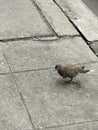 dove walking in the street Royalty Free Stock Photo