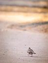 Dove Walking on The Street Royalty Free Stock Photo