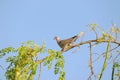 Dove walking on tree branch of Moringa oleifera