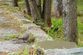 A dove walks on concrete. Background with selective focus and copy space