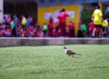 Dove walks on the lawn of artificial grass