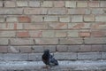 Dove and wall.Bird and old wall. Grey dove sitting on a vintage wall. Birds and walls.