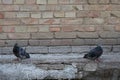 Dove and wall.Bird and old wall. Grey dove sitting on a vintage wall. Birds and walls.