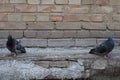 Dove and wall.Bird and old wall. Grey dove sitting on a vintage wall. Birds and walls.