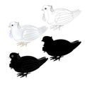 Dove white ornamental pigeon cute small birds outline and silhouette on a white background vintage vector illustration editable