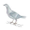 Dove white pigeon breeding bird domestic breeds sports bird on white background vintage vector animals illustration for desi