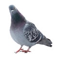 Blue dove / pigeon isolated on white