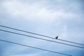 A dove on wire.