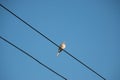 Dove is on wire. Dove is a ture love and bird family.