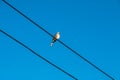 Dove is on wire. Dove is a ture love and bird family. Royalty Free Stock Photo