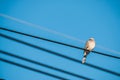 Dove is on wire. Dove is a ture love and bird family.