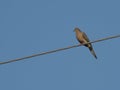 Dove on a wire