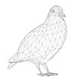 Dove wireframe from black lines isolated on white background. 3D. Vector illustration Royalty Free Stock Photo