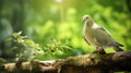 Dove On Wood Branch With Green Background Wallpaper Royalty Free Stock Photo