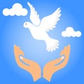 The dove of the world flies out of the hands. Release the dove of the world. Royalty Free Stock Photo