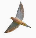 dove - Zenaida macroura - flying cutout on isolated white background Royalty Free Stock Photo