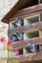 Dovecote big wooden house Royalty Free Stock Photo