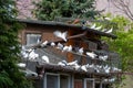 Dovecote. Breeding pigeons. Pigeons in the yard.