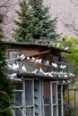 Dovecote. Breeding pigeons. Pigeons in the yard.