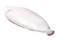 Dover sole fish whole Royalty Free Stock Photo