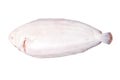 Dover sole fish whole Royalty Free Stock Photo