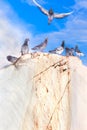 Doves against blue sky