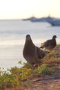 Doves in the ancient town of Antibes, France