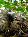 Doves and babies